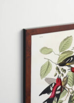 Plakat oprawiony w drewnianą brązową ramkę Vintage Italia: Ptaki Ameryki - Kolorowe grzbiecie Johna Audubona