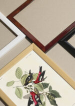 Widok z góry na cztery drewniane ramki, w jednej z nich oprawiony plakat Ptaki Ameryki - Kolorowe grzbiecie Johna Audubona