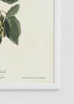 Zbliżenie na detale plakatu oprawionego w drewnianą białą ramkę od Plakatello®: Ptaki Ameryki - Kolorowe grzbiecie Johna Audubona