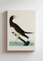 Booby Gannet - ornitologiczna ilustracja Audubona obraz na płótnie