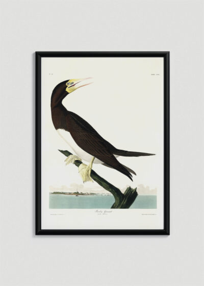 Plakat w drewnianej czarnej ramce: Booby Gannet - ornitologiczna ilustracja Audubona