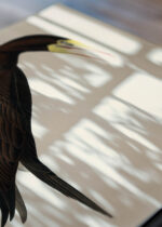 Zbliżenie na detale plakatu: Booby Gannet - ornitologiczna ilustracja Audubona