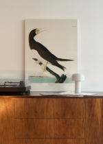 Booby Gannet - ornitologiczna ilustracja Audubona obraz na płótnie