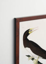 Plakat oprawiony w drewnianą brązową ramkę Vintage Italia: Booby Gannet - ornitologiczna ilustracja Audubona