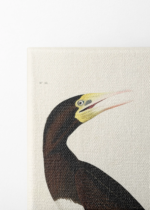 Booby Gannet - ornitologiczna ilustracja Audubona obraz na płótnie