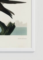 Zbliżenie na detale plakatu oprawionego w drewnianą białą ramkę od Plakatello®: Booby Gannet - ornitologiczna ilustracja Audubona