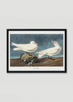 Plakat w drewnianej czarnej ramce: Mewy Audubona ptaki morskie z Birds of America