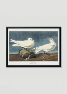 Plakat w drewnianej czarnej ramce: Mewy Audubona ptaki morskie z Birds of America