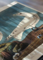 Zbliżenie na detale plakatu: Mewy Audubona ptaki morskie z Birds of America