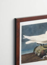 Plakat oprawiony w drewnianą brązową ramkę Vintage Italia: Mewy Audubona ptaki morskie z Birds of America