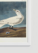 Zbliżenie na detale plakatu oprawionego w drewnianą białą ramkę od Plakatello®: Mewy Audubona ptaki morskie z Birds of America