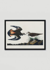 Plakat w drewnianej czarnej ramce: Killdeer Plover - ptaki Ameryki J.J. Audubon