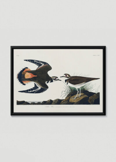 Plakat w drewnianej czarnej ramce: Killdeer Plover - ptaki Ameryki J.J. Audubon