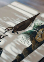 Zbliżenie na detale plakatu: Killdeer Plover - ptaki Ameryki J.J. Audubon