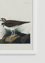 Zbliżenie na detale plakatu oprawionego w drewnianą białą ramkę od Plakatello®: Killdeer Plover - ptaki Ameryki J.J. Audubon