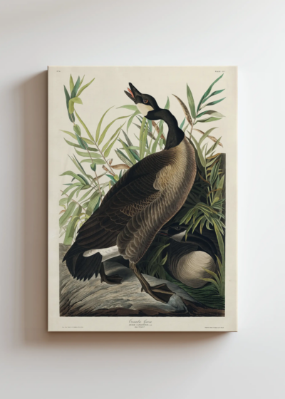 Gęś kanadyjska John James Audubon Birds of America obraz na płótnie