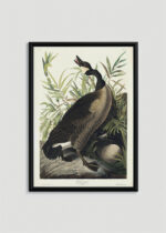Plakat oprawiony w drewnianą brązową ramkę Vintage Italia: Gęś kanadyjska John James Audubon Birds of America