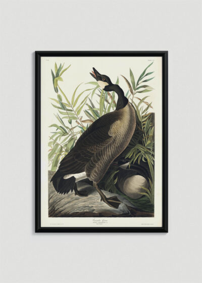 Plakat oprawiony w drewnianą brązową ramkę Vintage Italia: Gęś kanadyjska John James Audubon Birds of America