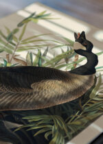 Widok z góry na cztery drewniane ramki, w jednej z nich oprawiony plakat Gęś kanadyjska John James Audubon Birds of America