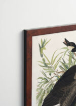 Aranżacja wnętrza, na ścianie wisi plakat w ramce: Gęś kanadyjska John James Audubon Birds of America
