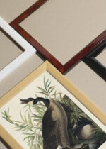 Zbliżenie na detale plakatu oprawionego w drewnianą białą ramkę od Plakatello®: Gęś kanadyjska John James Audubon Birds of America