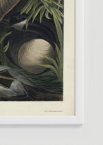 Zdjęcie produktu: Plakat Gęś kanadyjska John James Audubon Birds of America