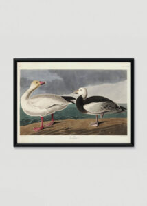 Plakat w drewnianej czarnej ramce: Gęsi śnieżne John James Audubon ptaki Ameryki