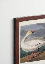 Plakat oprawiony w drewnianą brązową ramkę Vintage Italia: Gęsi śnieżne John James Audubon ptaki Ameryki