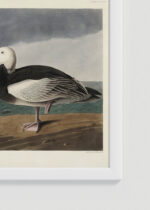 Zbliżenie na detale plakatu oprawionego w drewnianą białą ramkę od Plakatello®: Gęsi śnieżne John James Audubon ptaki Ameryki