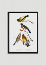 Plakat w drewnianej czarnej ramce: Ptaki Ameryki - kolorowe śpiewaki Audubona