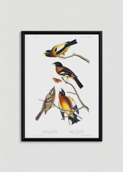 Plakat w drewnianej czarnej ramce: Ptaki Ameryki - kolorowe śpiewaki Audubona