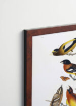 Plakat oprawiony w drewnianą brązową ramkę Vintage Italia: Ptaki Ameryki - kolorowe śpiewaki Audubona