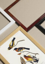 Widok z góry na cztery drewniane ramki, w jednej z nich oprawiony plakat Ptaki Ameryki - kolorowe śpiewaki Audubona