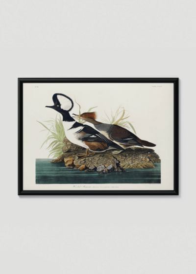 Plakat w drewnianej czarnej ramce: Kapelusznik kapturowy Audubon ptaki Ameryki