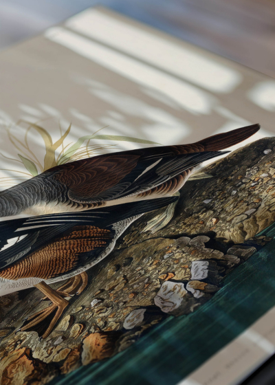Zbliżenie na detale plakatu: Kapelusznik kapturowy Audubon ptaki Ameryki