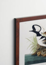 Plakat oprawiony w drewnianą brązową ramkę Vintage Italia: Kapelusznik kapturowy Audubon ptaki Ameryki