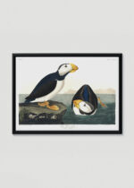 Plakat w drewnianej czarnej ramce: Maskonur Czarnogłowy - ilustracja Audubona z Birds of America