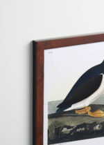 Plakat oprawiony w drewnianą brązową ramkę Vintage Italia: Maskonur Czarnogłowy - ilustracja Audubona z Birds of America