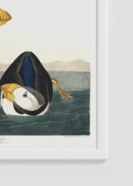 Zbliżenie na detale plakatu oprawionego w drewnianą białą ramkę od Plakatello®: Maskonur Czarnogłowy - ilustracja Audubona z Birds of America