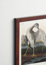 Plakat oprawiony w drewnianą brązową ramkę Vintage Italia: Brodziec żółtonogi John James Audubon ptaki Ameryki