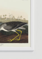 Zbliżenie na detale plakatu oprawionego w drewnianą białą ramkę od Plakatello®: Brodziec żółtonogi John James Audubon ptaki Ameryki