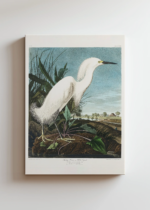 Czapla biała Audubon Birds of America obraz na płótnie
