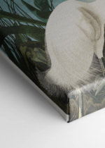 Czapla biała Audubon Birds of America obraz na płótnie
