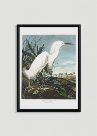 Plakat w drewnianej czarnej ramce: Czapla biała Audubon Birds of America