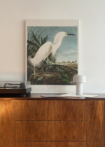 Czapla biała Audubon Birds of America obraz na płótnie