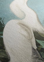 Czapla biała Audubon Birds of America obraz na płótnie