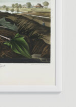 Zbliżenie na detale plakatu oprawionego w drewnianą białą ramkę od Plakatello®: Czapla biała Audubon Birds of America