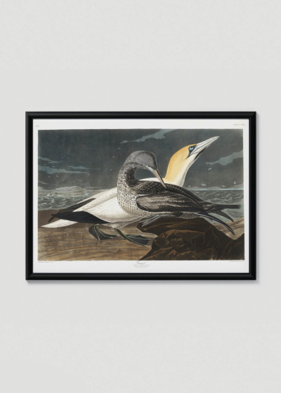 Plakat w drewnianej czarnej ramce: Gannet - ornitologiczna ilustracja Johna Jamesa Audubona