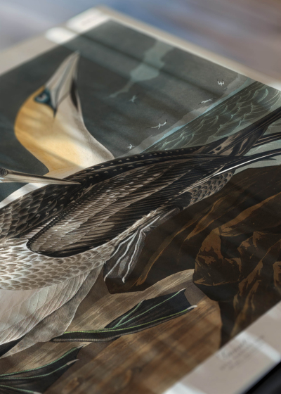 Zbliżenie na detale plakatu: Gannet - ornitologiczna ilustracja Johna Jamesa Audubona