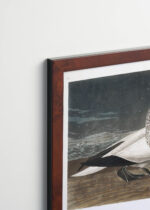 Plakat oprawiony w drewnianą brązową ramkę Vintage Italia: Gannet - ornitologiczna ilustracja Johna Jamesa Audubona